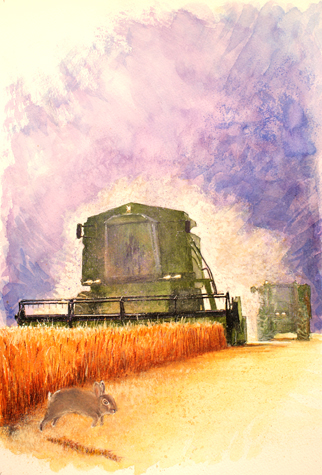 combined harvester rabit barley